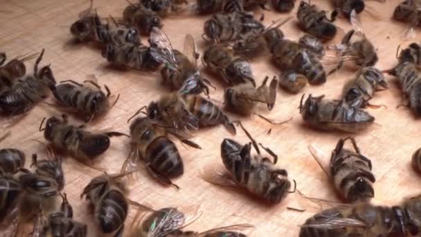 Θάνατος Των Μελισσών Παράσιτα Ασθένειες Δηλητήριο Και Υψηλής Ποιότητας Πλάνα — Αρχείο Βίντεο