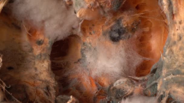 Bozuk Kokuşmuş Balkabağı Yiyecek Kaybı Atıklar Yüksek Kalite Görüntü — Stok video