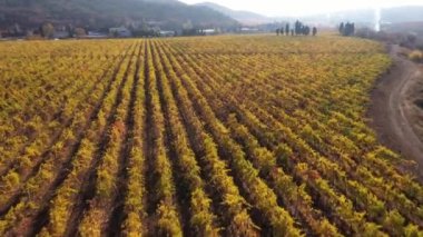 Güney Amerika, Şili 'deki üzüm bağları şarap bölgesi. Tarım yeşili tarlalar, üzüm bağları, fidanlıkta üzüm bağları. Hava görüntüsü. Yüksek kalite 4k görüntü