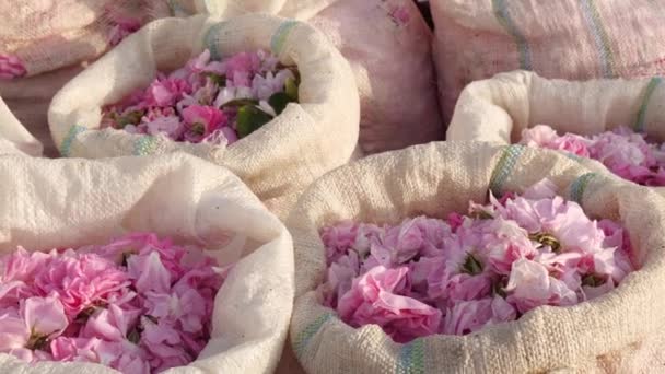 Pétales Rose Dans Des Sacs Récolte Roses Culture Industrielle Huile — Video