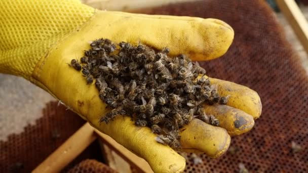 Kolaps Kolonie Včelař Drží Mrtvé Včely Pesticidy Roztoč Varroa Nemoc — Stock video