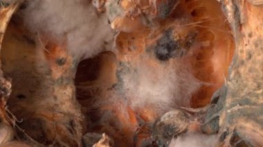 Spoiled rotten moldy pumpkin. Food loss and waste. High quality 4k footage