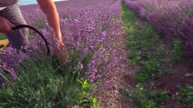 Lavanta Hasat Eli, lavanta çiçekleri topluyor. Yüksek kalite 4k görüntü
