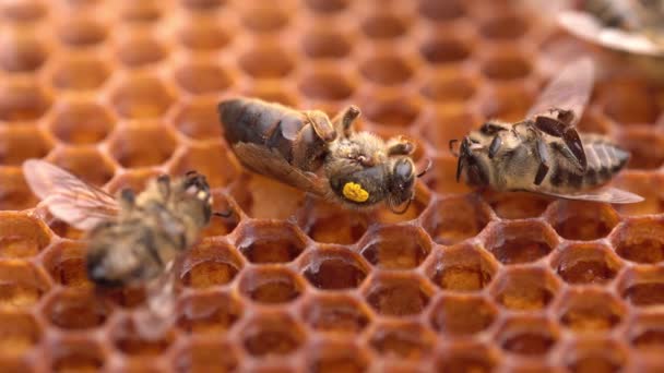 Mrtvá Včelí Královna Voštinách Vysoce Kvalitní Záběry — Stock video
