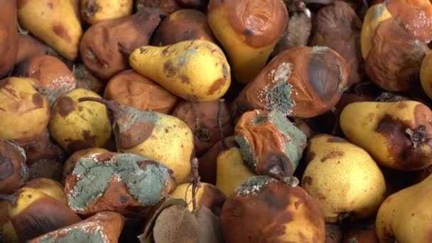 Rohadt Penészes Körte Élelmiszer Veszteség Pazarlás Gazdaságban Élelmiszerboltokban Gyümölcsök Harmatja — Stock videók