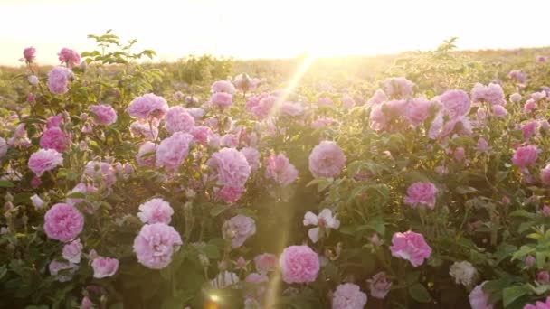 玫瑰玫瑰 玫瑰油生产产业化栽培 高质量的4K镜头 — 图库视频影像