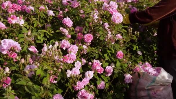 玫瑰精油生产采摘玫瑰 高质量的4K镜头 — 图库视频影像