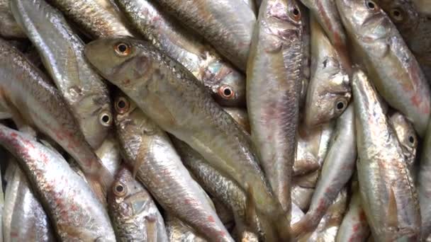 Χοιρινό Μπαρμπούνι Φρέσκα Θαλασσινά Ψαραγορά Δίαιτα Κέτο Μεσογειακή Κουζίνα Ψαραγορά — Αρχείο Βίντεο