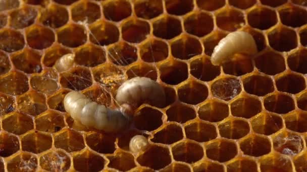 Wosk Moth Larwy Lub Gąsienica Żywią Się Woskiem Pszczelim Pyłkiem — Wideo stockowe