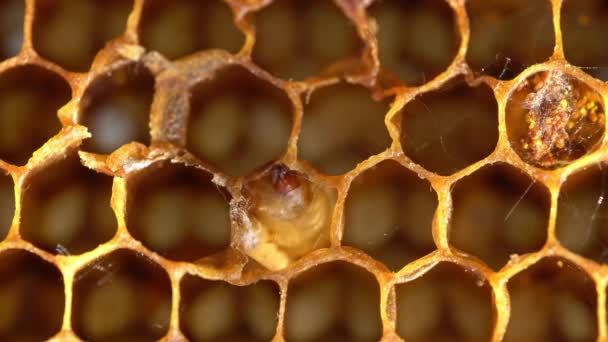 Wax Moth Eat Beeswax Wax Moth Larvae Produce Silky Web — Stock Video