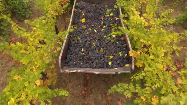 Traubenfeld Herbst Weinproduktion Schöner Herbsthintergrund Hochwertiges Filmmaterial — Stockvideo