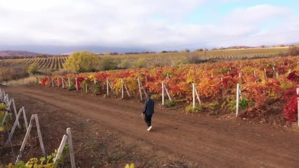 Druivenoogst Handpikkers Boeren Arbeiders Verzamelen Rijpe Trossen Druiven Gooien Aanhanger — Stockvideo