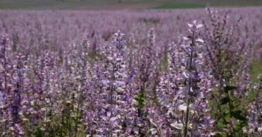 Salvia skalası bitkileri. Salvia skalası, bilge ya da bilge. Damıtılmış temel yağ parfümlerde ve misket misketi aromasında yaygın olarak kullanılır. Yüksek kalite 4k görüntü