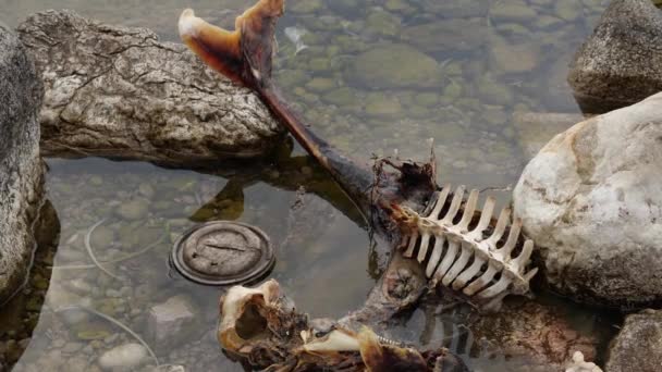 Death Marine Animals Dead Dolphin Plastic Pollution Environmental Disaster High — Stock Video