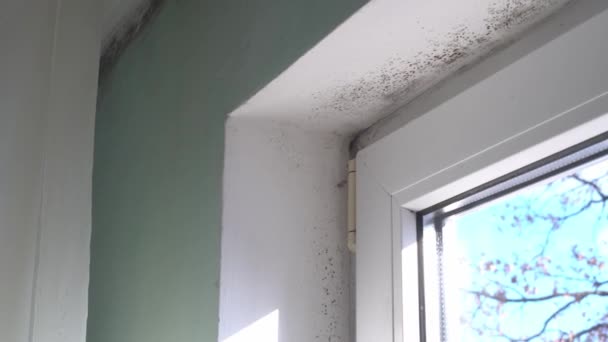 Condensate Dampness Black Mold Window Walls Curtains Spores Black Toxic — Stock Video