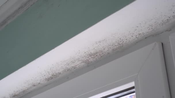 Condensate Dampness Black Mold Window Walls Curtains Spores Black Toxic — Stock Video