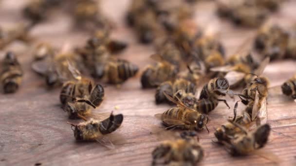 Kovandaki Ölü Arılar Koloni Çöküş Bozukluğu Yüksek Kalite Görüntü — Stok video