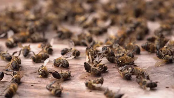 ハイブの中で死んだミツバチ コロニー崩壊症候群 高品質の4K映像 ロイヤリティフリーのストック画像