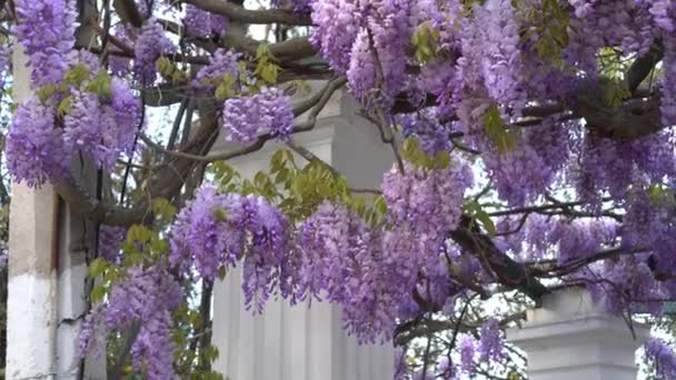 Wisteria Con Cascadas Flores Color Azul Púrpura Que Ven Espectaculares — Vídeo de stock