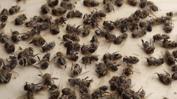 Dead Bees Close Death Honey Bees Environmental Pollution Pesticides Varroatosis — Stock video