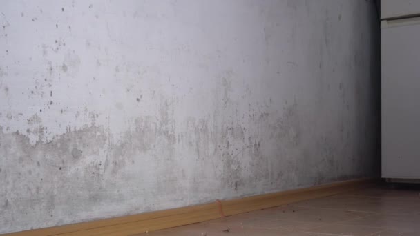 Mould Grows Best Damp Poorly Ventilated Areas Reproduces Making Spores — Stock Video