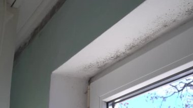 Penceredeki, duvarlardaki ve perdelerdeki nemli siyah küf. Siyah zehirli küf sporları. Yüksek kalite 4k görüntü