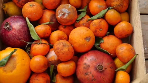 Yiyecek Atığı Sorunu Çürük Meyve Sebzeler Yüksek Kalite Görüntü — Stok video
