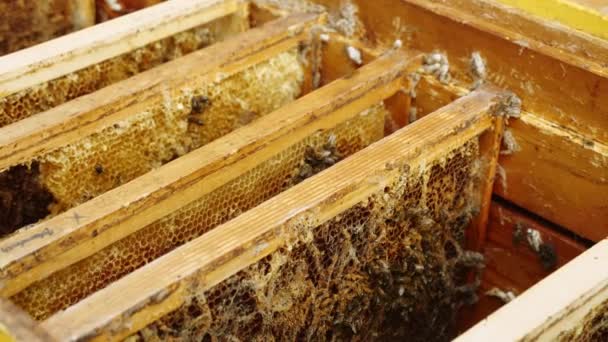 Von Wachsmotten Befallene Kämme Wachsmotte Ein Bienenschädling Schäden Durch Wachsmotten — Stockvideo