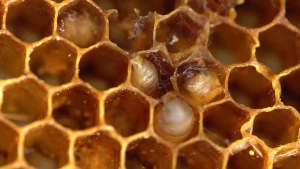 Wax Moth Setelah Telur Ngengat Lilin Menetas Larva Segera Mulai — Stok Video