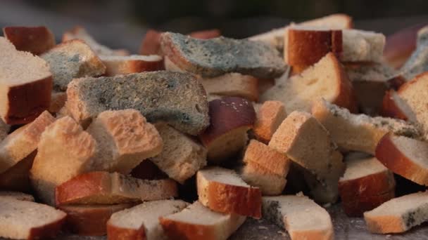 Verdorbenes Brot Brotabfälle Müll Hochwertiges Filmmaterial — Stockvideo