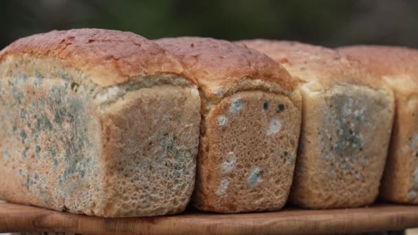Deteriorarea Fungică Produselor Panificație Creșterea Mucegaiului Pâine Înregistrare Înaltă Calitate — Videoclip de stoc