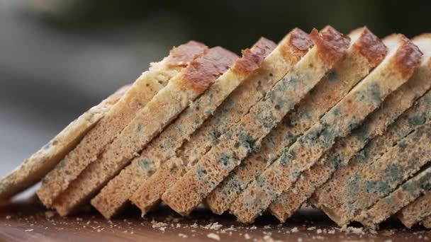 Μαύρο Ψωμί Μούχλα Είναι Ένας Κοινός Τύπος Μύκητα Υψηλής Ποιότητας — Αρχείο Βίντεο