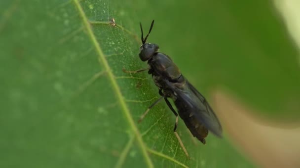 Hermetia Illucens Schwarzer Soldat Fliegt Insekt Hochwertiges Filmmaterial — Stockvideo