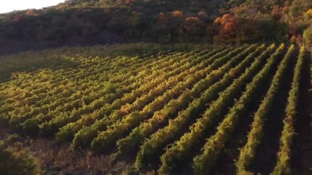 Weinberge Weinregion Chile Südamerika Landwirtschaftliche Grüne Reihen Feld Von Weinbergen — Stockvideo