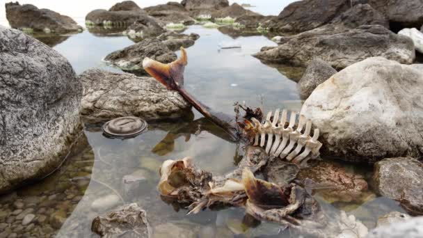 Смерть Морских Животных Мертвый Дельфин Пластиковые Загрязнения Экологическая Катастрофа Высококачественные — стоковое видео