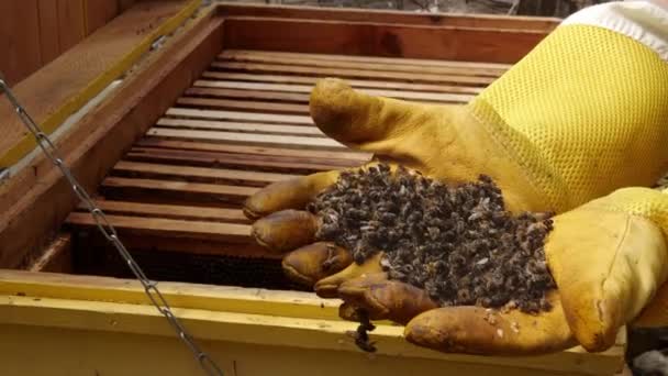 Colony Collapse Disorder Een Imker Die Een Dode Bijen Vasthoudt — Stockvideo