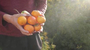 Bir çiftçi sulu olgun hurma topluyor. Çiftlikten sofraya hareketi. Yerel çiftçiler. Yüksek kalite 4k görüntü