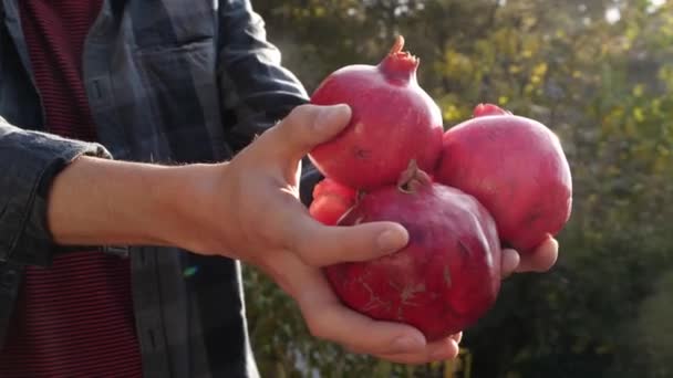 Reife Granatapfelfrüchte Den Händen Eines Bauern Ökologischer Landbau Auch Bekannt — Stockvideo