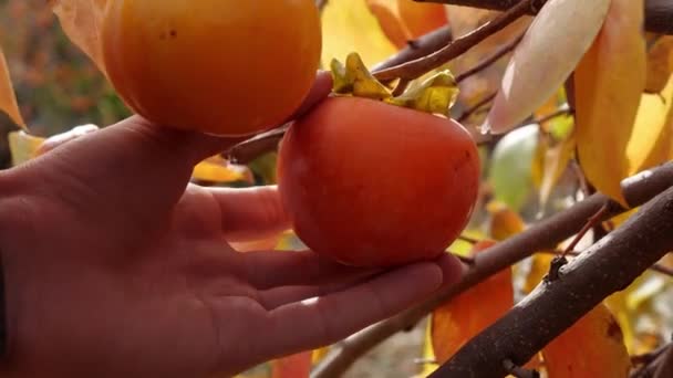 树上有新鲜的 当地的蕨类水果 有机食品和耕作 高质量的4K镜头 — 图库视频影像