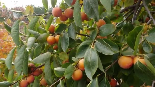 Fruits Tree Small Family Organic Farm Ecological Biological Farming High — Stock Video