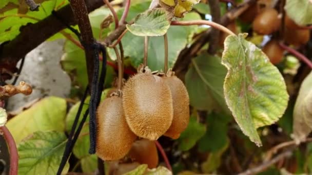 Kiwifruit Büyüyor Ağaçta Olgun Kiwifruit Toplanmadan Önce Yapraklarla Çevrili Yerel — Stok video