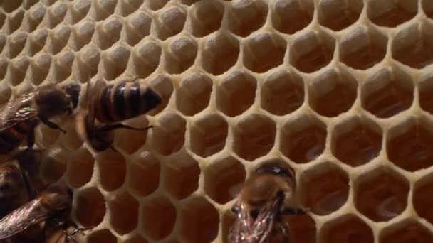 Szuper Makró Lövés Méhsejt Létre Belül Egy Fából Készült Méhkas — Stock videók