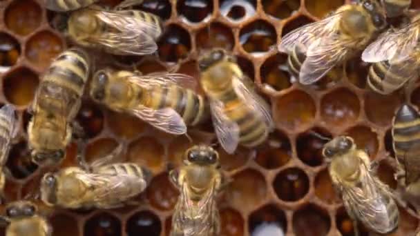 Arı Ekmeği Taraklarda Depolanan Arı Poleni Yüksek Kalite Görüntü — Stok video