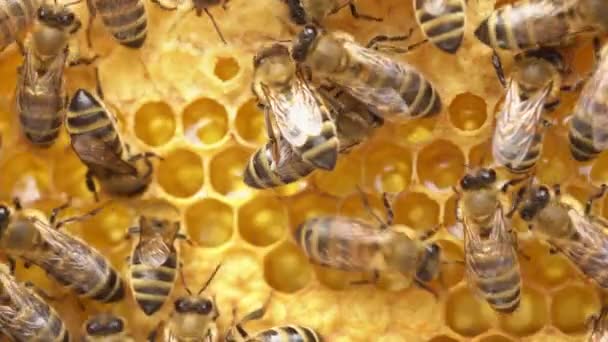 Včely Uzavírají Zralý Med Voskovými Uzávěry Ekologická Sklizeň Medu Vysoce — Stock video