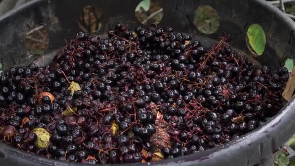 Çürük Mayalanmış Üzüm Bozulmuş Meyveler Yüksek Kalite Görüntü — Stok video