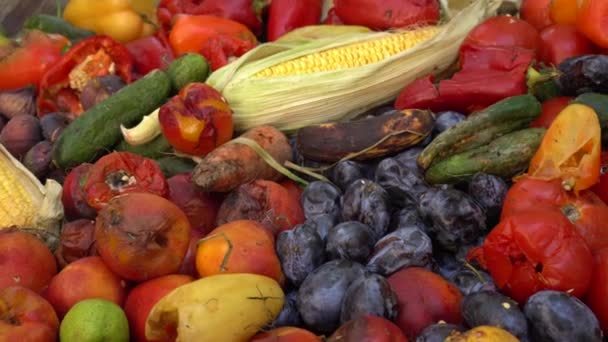 Απόβλητα Τροφίμων Για Ζωοτροφές Υψηλής Ποιότητας Πλάνα — Αρχείο Βίντεο