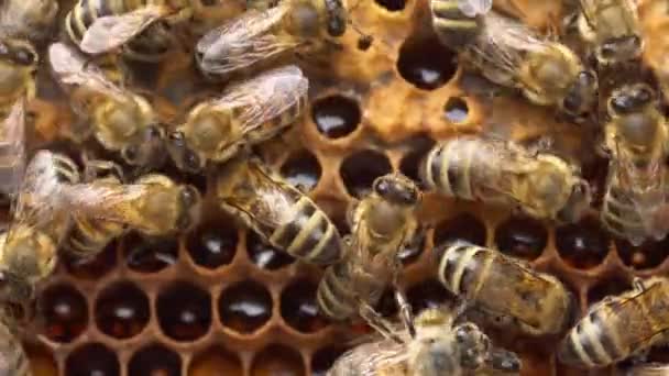 Arılar Bal Arılar Olgun Balı Balmumu Kapağıyla Mühürlerler Organik Arıcılık — Stok video