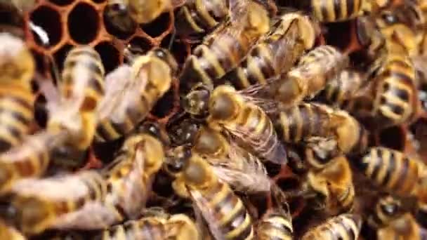 Včelí Kolonie Včelí Kolonie Zblízka Včely Uvnitř Úlu Vysoce Kvalitní — Stock video