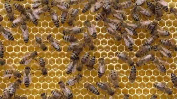 Hřeben Včelami Čerstvým Organickým Medem Organické Včelařství Vosové Buňky Uzavírají — Stock video
