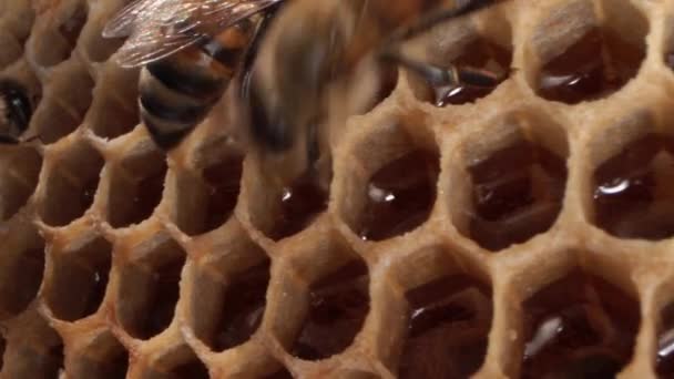ハニカムの生の有機蜂蜜 ミツバチが近づいている 高品質の4K映像 — ストック動画